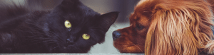 Dog and Cat - Pet Grief