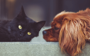 Pet Loss & Grief Grieving the loss of a beloved pet can be heartbreaking and lonely. We honor the deep bond between humans and animals, offering grief counseling to help you process your loss with care and compassion. Find Support for Pet Loss.
